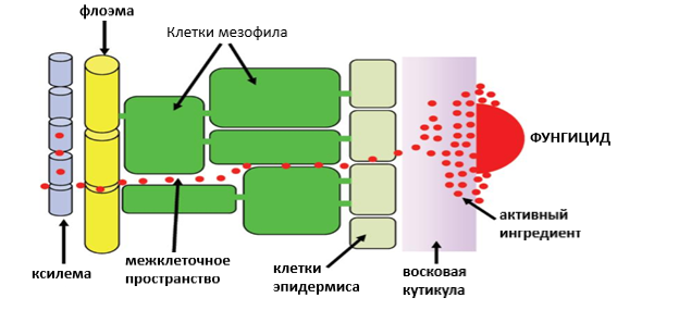 Движение молекулы