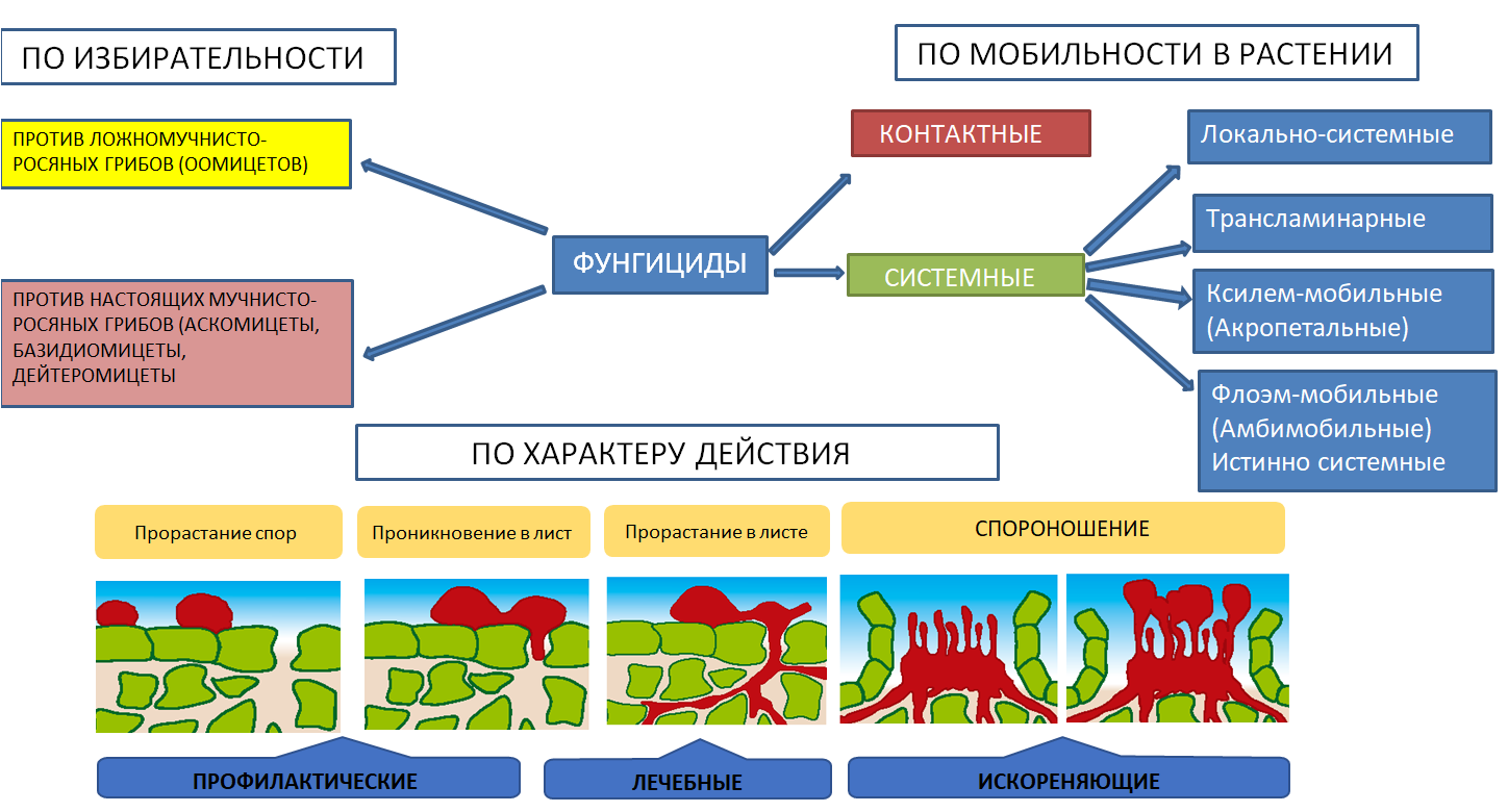Классификации фунгицидов